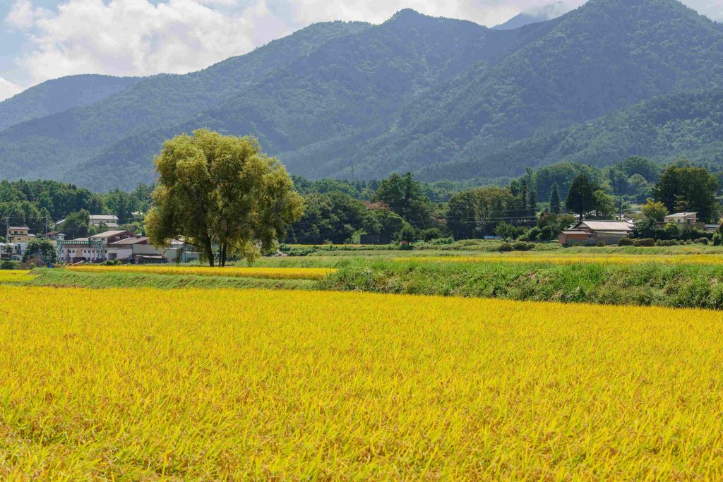 Azumino field views in Nagano Japan