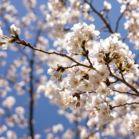 Sakura season in Nagano