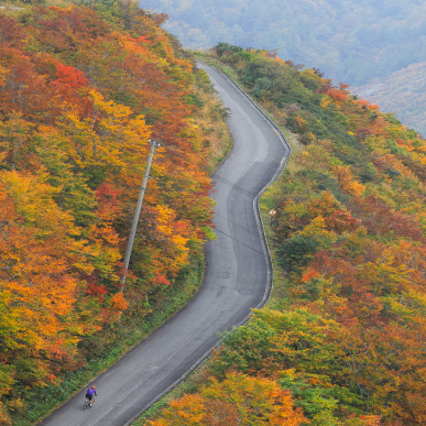 Autumn leaves on a mountain in Nagano