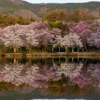 Sakura reflected in a lake in Iiyama, Nagano, Japan