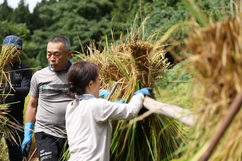 Harvesting rice crops in Nagano Japan
