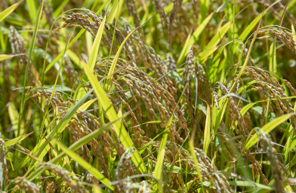 Rice crops growing in a field in Nagano Japan