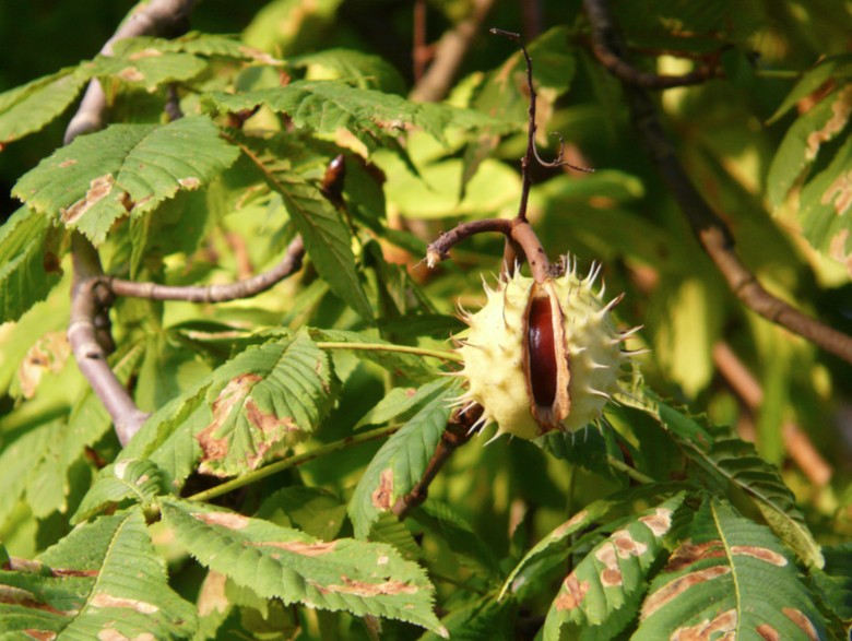 Chestnut tree in Obuse, Nagano, Japan