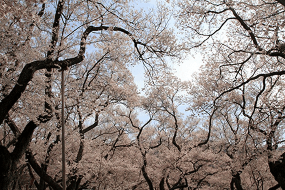 Sakura in Takato park, Nagano, Japan