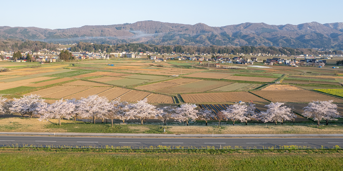 Sakura in Iiyama, Nagano, Japan